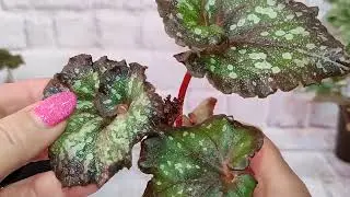 И снова разглядываем как растут мои новинки.