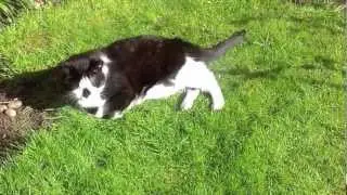 iPad 3rd Generation Video Test