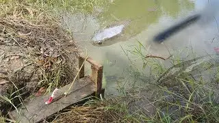 The Best Way Of Fishing Khmer Primitive Technique Of Fishing