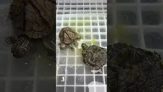 Two Headed Six Legged Turtle Update‼️