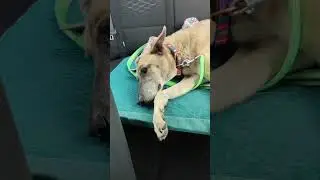 Perrita rescatada: antes y después de adoptar a Donna #adoptaunperro #noalmaltrato #perritos #amor