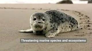 Plastic pollution: Solutions that can save our oceans