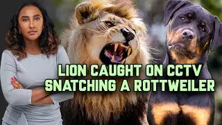 The Moment A Lioness In Kenya Took Pet Dog From Family Gated Home In 2 Minutes