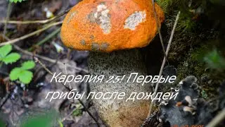 Карелия 2025! Дожди в июле и первые грибочки! Рыбалка на спиннинг на малом озере! Отпуск в Карелии!