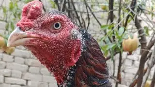 Pure Aseel murgha zabardast video