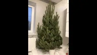 как дешево выбрать идеальную ёлочку!