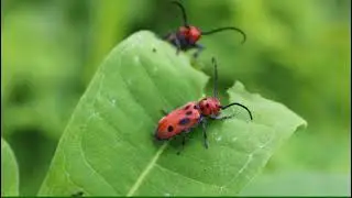RED MILKWEED BEETLE
