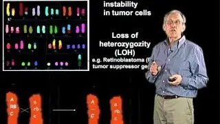Chromosomal alterations in cancer cells - Jim Haber (Brandeis)
