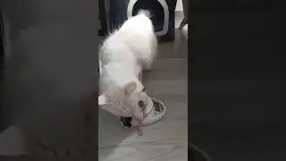 Newborn kitten GETS weighed SO that humans WILL know ITS weight