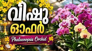 വിഷു ഓഫർ /phaleanopsis sale