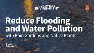 Reduce Flooding & Water Pollution with Rain Gardens and Native Plants, Everyday Environment