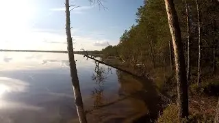 Озеро Нюхти, собираю клюкву...