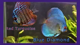 Everyday Discus Eating Bloodworms