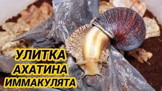 Улитки ахатины иммакулята – описание вида, уход и содержание
