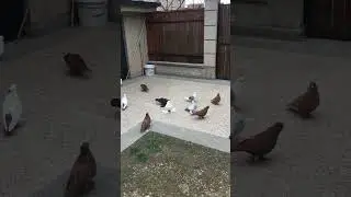 Птица Тифлисца