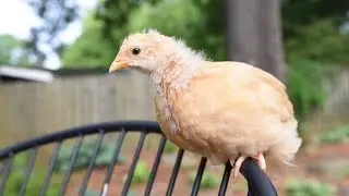 😍 Newly Hatched Baby Chickens Playing! 😍