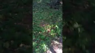 17 септември 2017 г. - вървим по пътека в гората :)