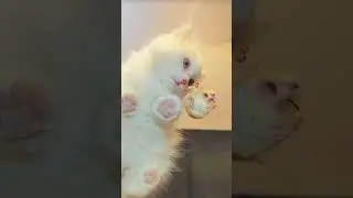 Я узнал что такое дружба #милота #cat #котики #коты #asmr #asmrfood #котята #funny #kitten #cute
