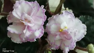 ЦВЕТУЩИЕ ФИАЛКИ./Цветение фиалок!Первое цветение фиалок ЛЕ-Оливия, ЕК-Рубин в Изумруде- Обзор сортов
