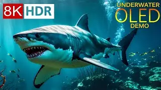 UNDER THE SEA 16K HDR – Marine Animals and Coral Reefs