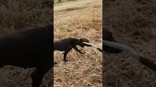 побегушки в полях