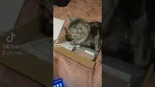 Це все мені?🙀😻