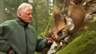 Hirsche aus dem Tempelhain Damwild Segeberger Forst