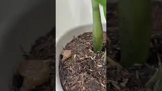 Snail🐌