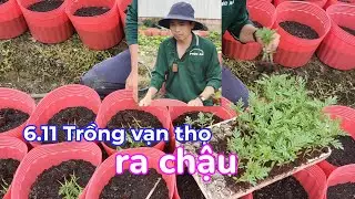 6.11al Trồng hoa vạn thọ ra chậu(Phước Thêm)