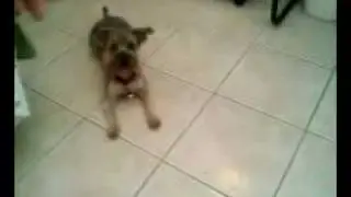 Zoa gets a treat - Take 2