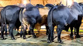 1000 KG bulls from Brownie's Ranch