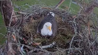 M15 worked in nest and check nest bowl before female arrives | SWFL Eagles | Nov 3, 2024