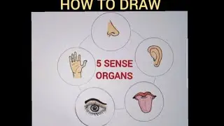How to draw 5 sense organs easily/ sense organs easy drawing