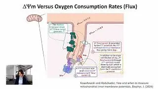 When and How to Measure Mitochondrial Inner Membrane Potentials