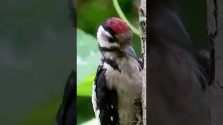 ПЁСТРЫЙ ДЯТЕЛ (молодая птица) #wildlife