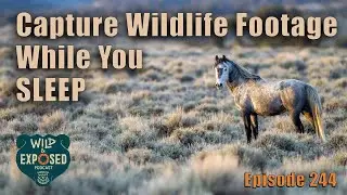 Capture Wildlife Footage While You Sleep featuring Ben Masters of Fin and Fur Films