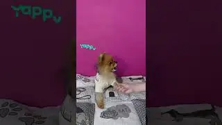 ДАЙ ЛАПУ ЗА ВКУСНЯШКУ 