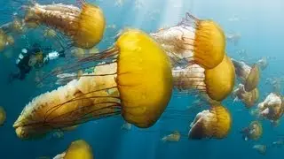 Oceans Trailer