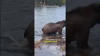 Bear Infected With Tapeworm
