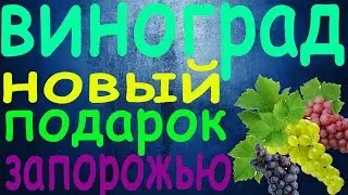 Виноград Новый подарок Запорожью
