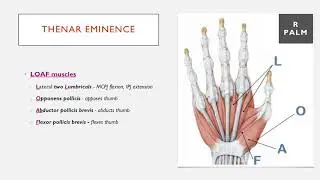The Thenar Eminence (LOAF Muscles) Summarised in 1 Minute