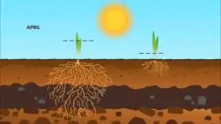 The Amazing Grass Story - Depth of Nutrition
