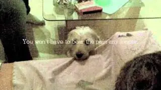 R.I.P   T.j. [Dog]