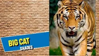 Cat shades #amazing #wonderful #jagwar and tiger #jungkook