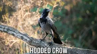 Hooded crow sound calls / עורב אפור Corvus cornix