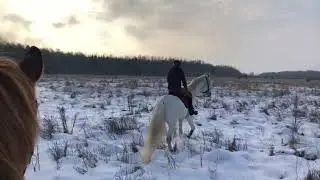 КК «Альтхоф»