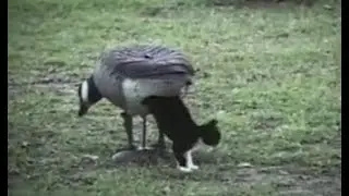 Videos I Found On Reddit #84