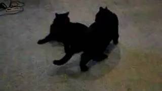 Messing with the cats.