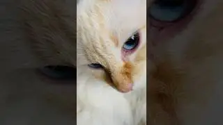 O casal está com preguiça hoje 🤍😸🤎 | 5gatinhosbc 