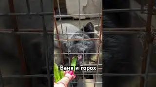 Подпишись на нас. У нас много животных. 